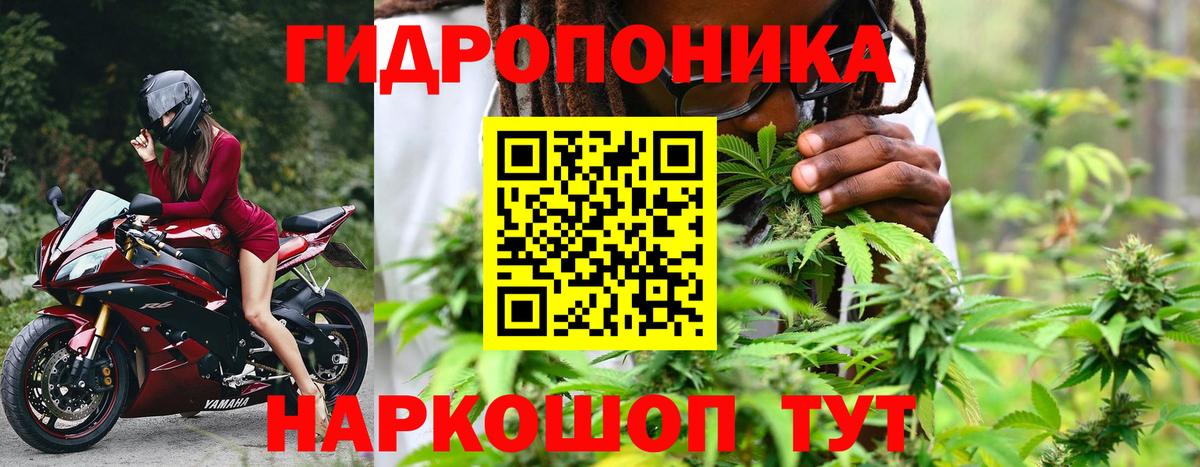 Каннабис конопля  Конопля OG Kush  Вход с VPN  Тайшет  Марихуана сатива 